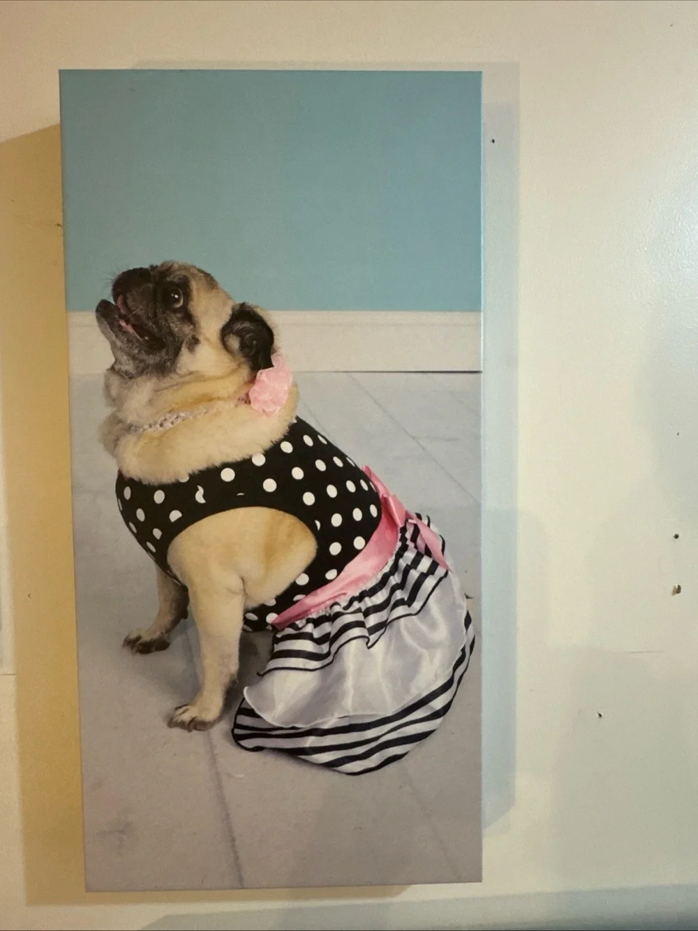 Framed Pet Canvas Wall Art – Pug Portraits in Black & Pink